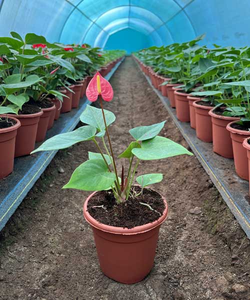 Anthurium Plant Saplings