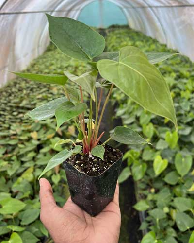 Anthurium Plants Suppliers in India