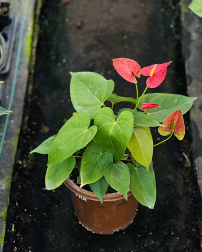 Anthurium Plants Suppliers in India