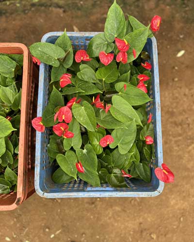 Anthurium Plants Suppliers in India