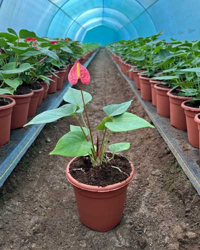 Anthurium Plants Suppliers in India