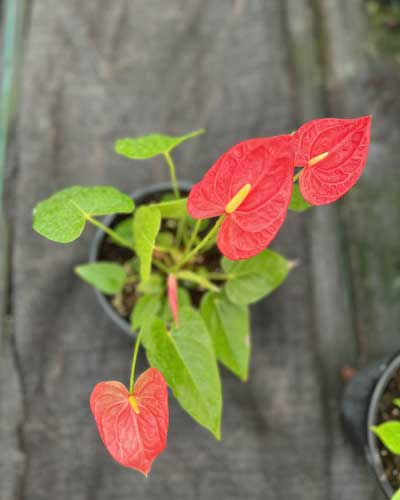 Anthurium Plants Suppliers in India