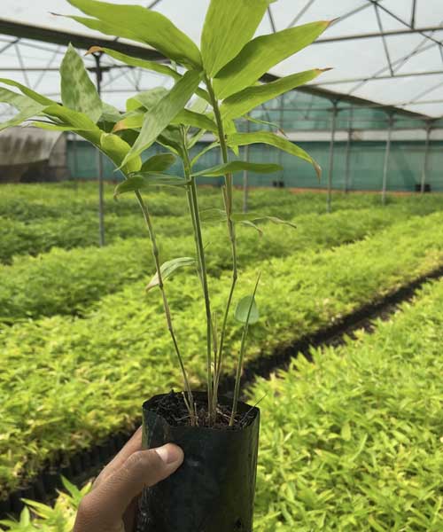 Bamboo Tissue Culture Plants Manufacturer in India