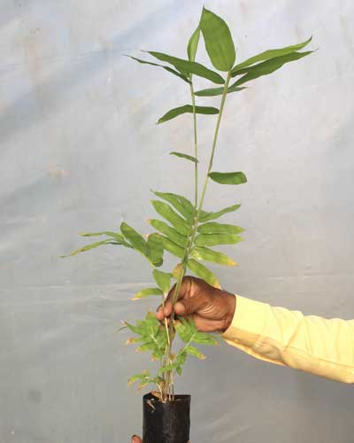 Tissue culture Net-Pot Plant Saplings