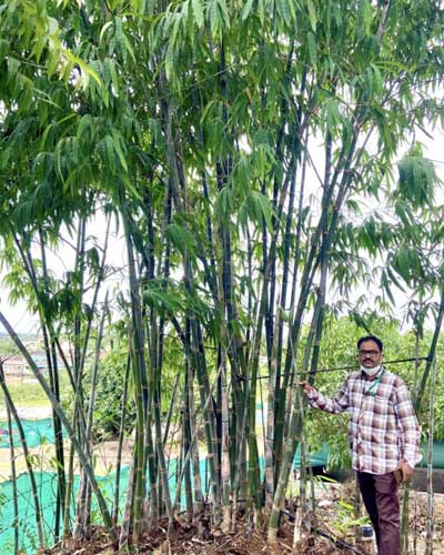 Anthurium Plant Saplings