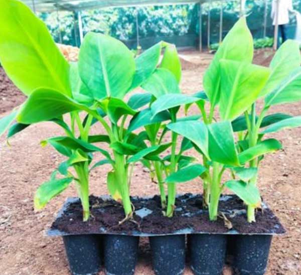 Banana Plant