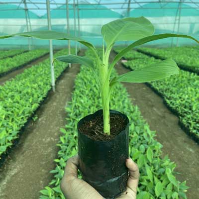 Bamboo Tissue Culture Plants Suppliers in India