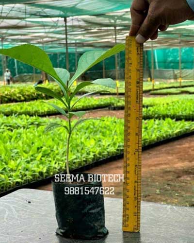 Teak Tissueculture Plants Suppliers in India