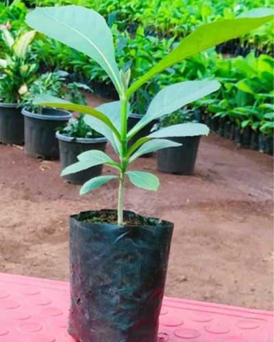 Teak Plant