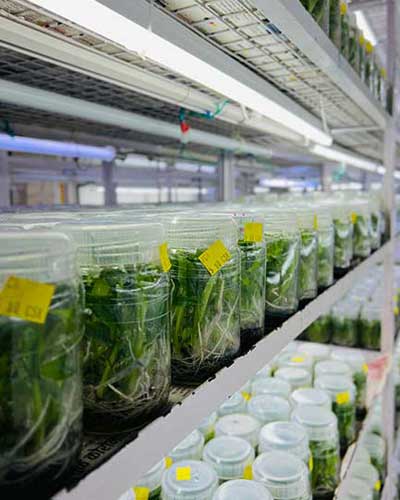 Tissue Culture Net-Pot Plants Suppliers in India