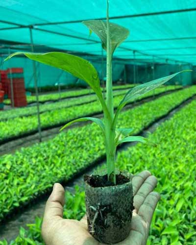 Tissue Culture Net-Pot Plants Suppliers in India