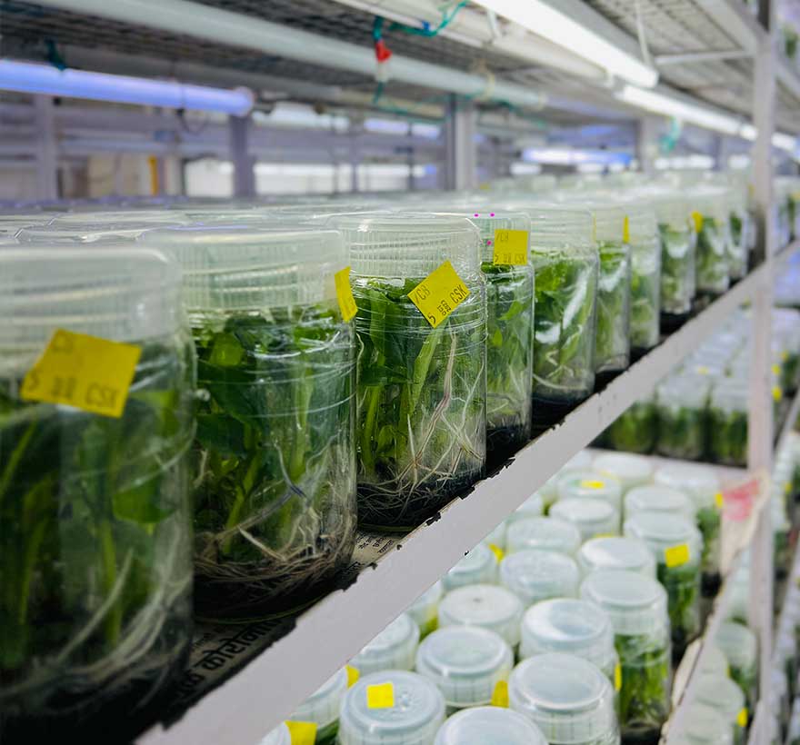 Tissue Culture Plants Manufacturer in India