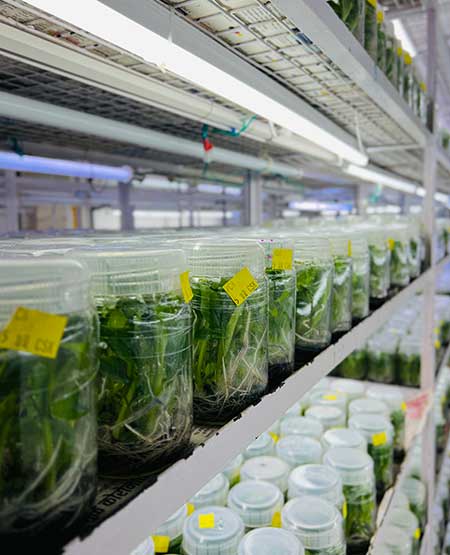 Tissue Culture Plants Manufacturer in India